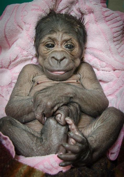 So This Is What A Brand New Baby Gorilla Looks Like Baby