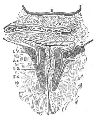 Anal Canal Anatomy Gross Anatomy Tissue Nerves And Muscles Pathophysiologic Variants An T M