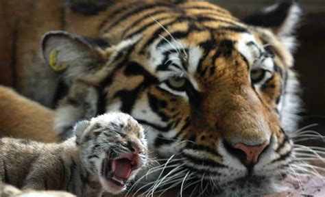 Tiger Mothers Are Real Tigers As Tough On Their Young As Amy Chua
