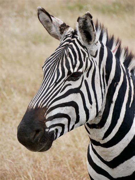 500 Zebra Pictures Download Free Images On Unsplash