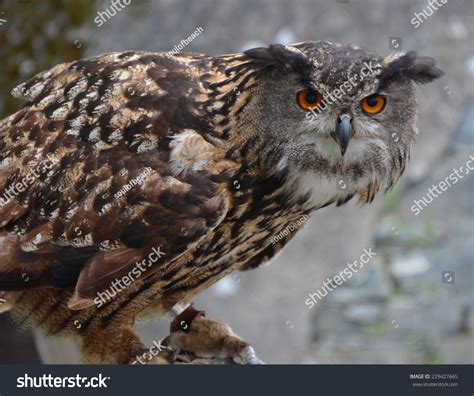 Eurasian Eagle Owl Bubo Bubo In Guard Position One Of