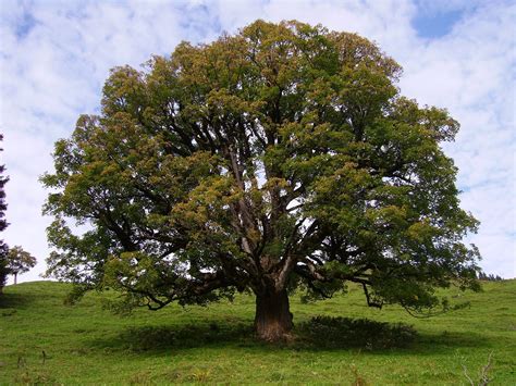 Ficha Del Acer Pseudoplatanus O Falso Plátano Todo Árboles Todo Árboles