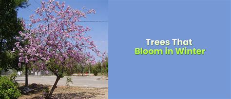 Trees That Bloom In Winter Top Winter Flower To Plant Embracegardening