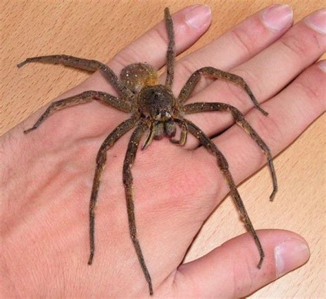 5 Most Dangerous Spiders Brazilian Wandering Spider Dangerous