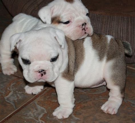 Miniature English Bulldog Puppies For Sale Lawrenceville Ga 319586