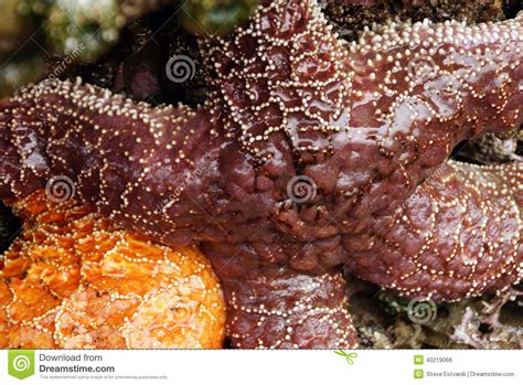 Purple Sea Star Exposed By Low Tides Stock Photo Image Of Marine