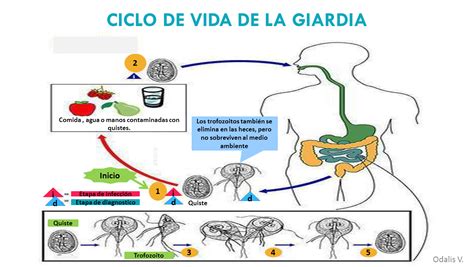 Ciclo De Vida Giardia Learnbraz