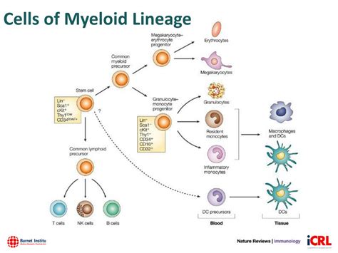 Ppt Myeloid Cells Matter Powerpoint Presentation Free Download