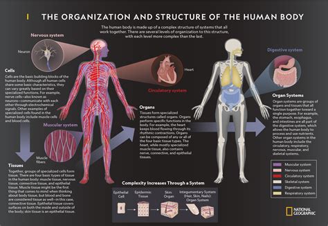 The Organization And Structure Of The Human Body