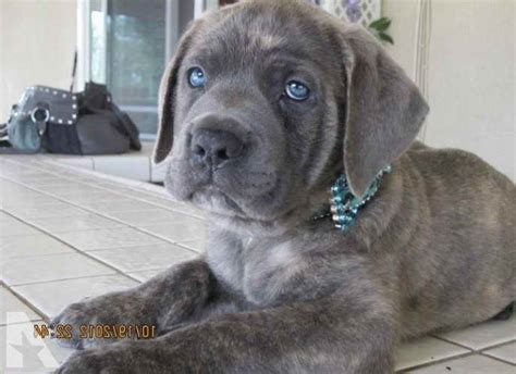 Learn about cane corso's personality, view photos and cane corso puppies for sale, adopt a puppy, quality breeders. Blue Cane Corso Mastiff Puppies For Sale | PETSIDI