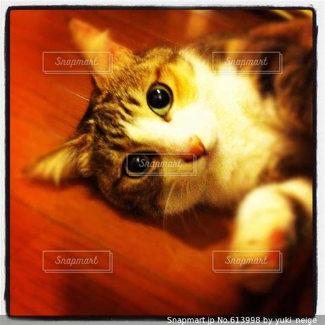 猫の写真・画像素材[613998] snapmart（スナップマート）