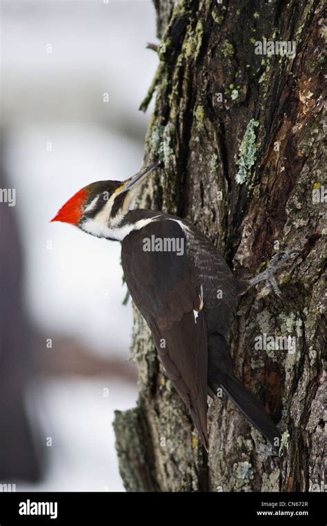 Pileated Woodpecker On Maple Tree In Indiana Stock Photo Alamy