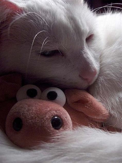Cats With Stuffed Animals Animals