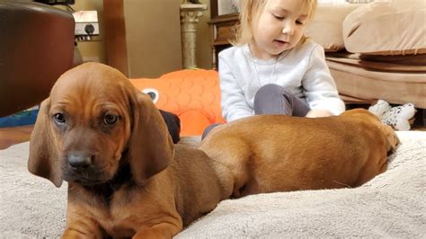 Cuteness Overload Toddler And Redbone Coonhound Pups Youtube