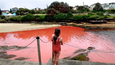 Massive Red Tide Off The Coast Of Florida Abc News