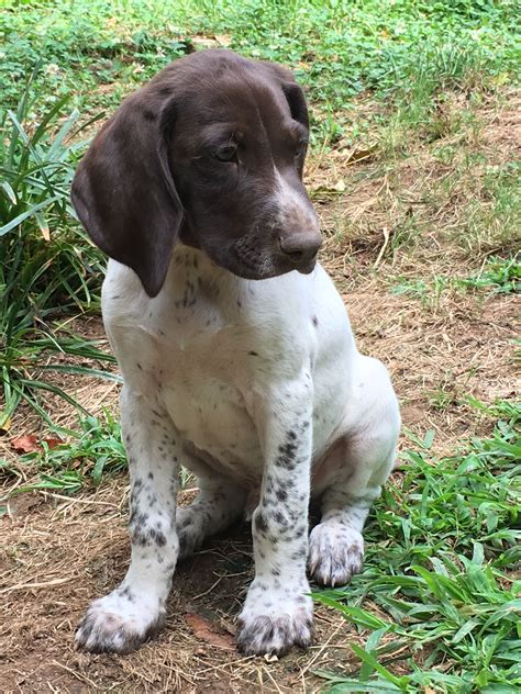 Liver And White German Shorthaired Pointer