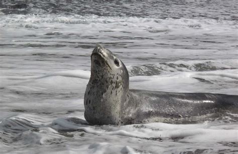 Leopard Seal New Zealand Marine Mammals