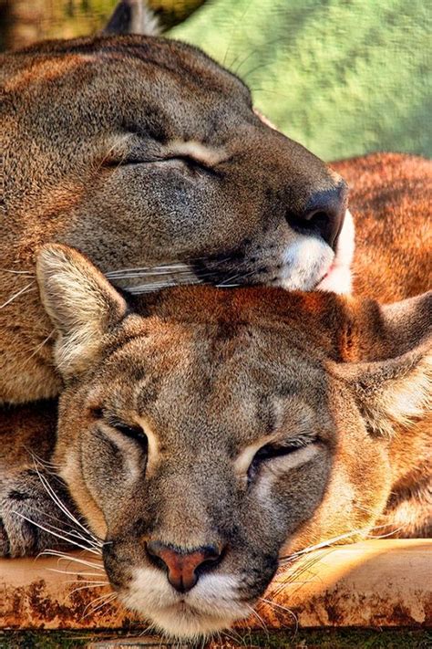 Sleeping Mountain Lions Animals Wildlife Pinterest
