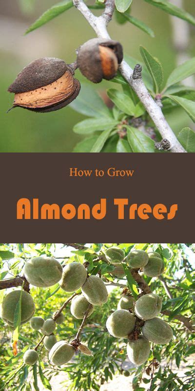 How To Grow Almonds Tree Where Do The Almonds Come From Everything