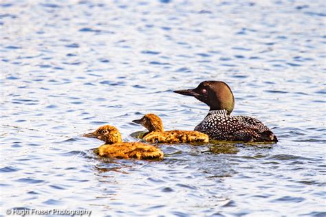 Hugh Fraser Photography Northern Manitoba Wildlife