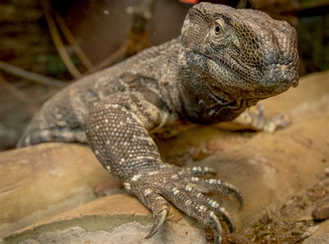 Monitor Lizard White Throated Dudley Zoological Gardens