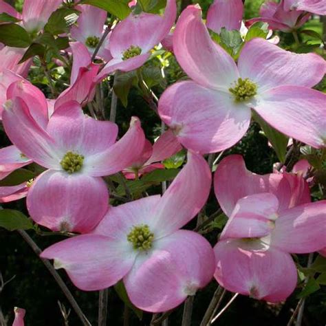Cornus Florida F Rubra Pink Flowering Dogwood Tree Sugar Creek Gardens