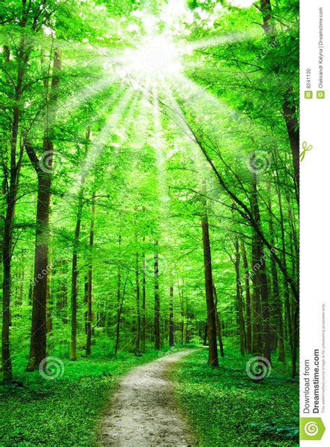 Natur Pfad Im Wald Mit Sonnenschein Stockfoto Bild Von