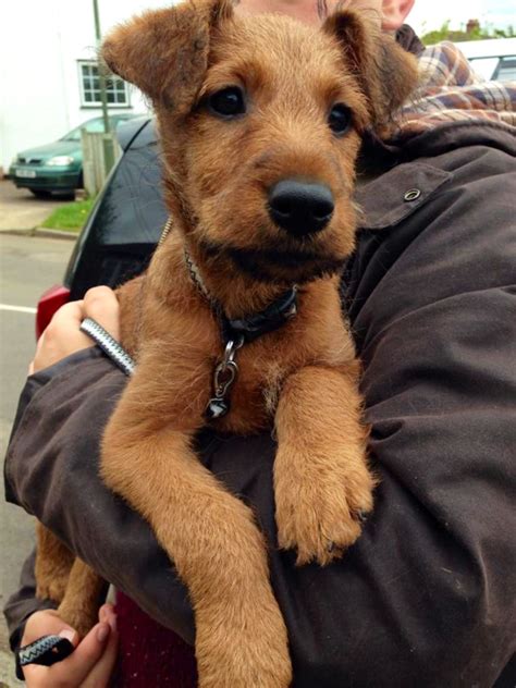 Kincora irish on washington state's olympic peninsula, offer irish terrier puppies for sale to the greater dog community, matching great puppies to great homes. Little puppy irish terrier | Irish terrier puppies, Irish ...