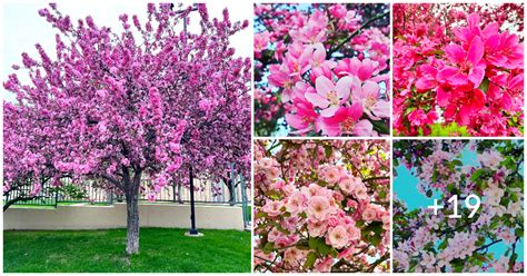 A Holistic Approach To Growing And Caring For Crabapple Trees