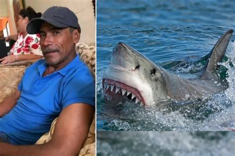 así fue el ataque mortal de un tiburón blanco a un pescador de sonora le arrancó la cabeza
