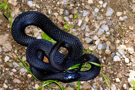 Mexican Black Kingsnake Care Appearance And Temperament Were All