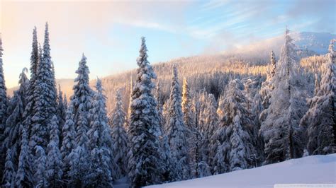 Download Snowy Fir Tree Forest Wallpaper 1920x1080 Wallpoper 449196