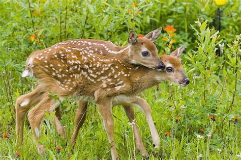 Twin White Tailed Deer Fawns Nuzzling Whitetail Deer Fawn Deer