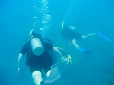 Snorkeling Vs Scuba Diving Best Way To See Hawaiis Manta Rays