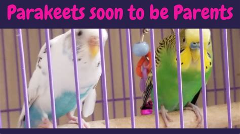Signs Of A Pregnant Parakeet Parakeet Vlog Hobby 101 Youtube