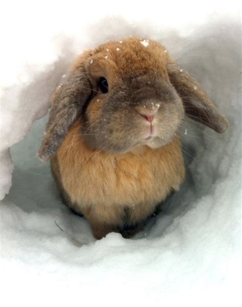Cute Bunny In The Snow Funny Bunnies °°