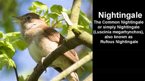 Nightingale Bird Call Singing Nightingale Youtube