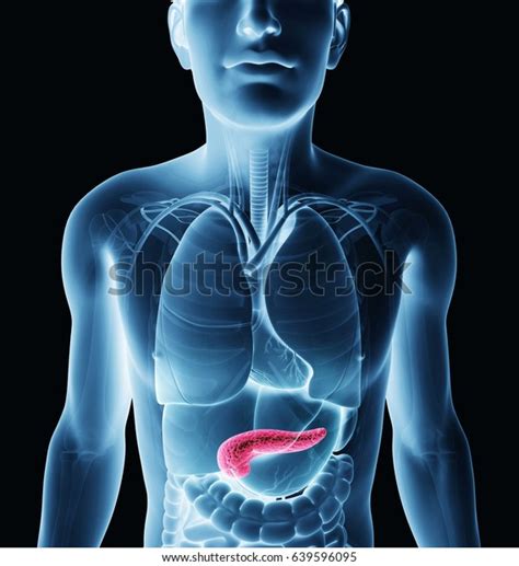 3d Rendering Male Pancreas Anatomy Stock Illustration 639596095