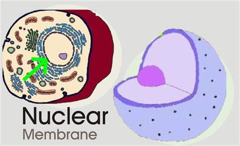 Nuclear Membrane In Animal Cell