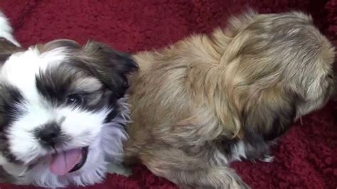 Shih Tzu Puppies Playing Together Youtube