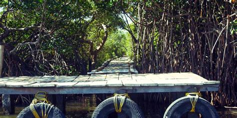 Pichavaram Mangrove Forest Tramptraveller