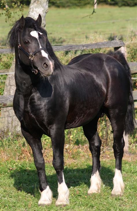 welsh  section  stallion fronarth ceredig pferdeliebe schwarze pferde huebsche pferde