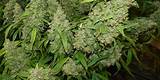Growing Marijuana In Michigan