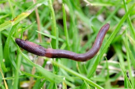 The Benefits Of Worms In Your Wildlife Garden Wildlife Gardener
