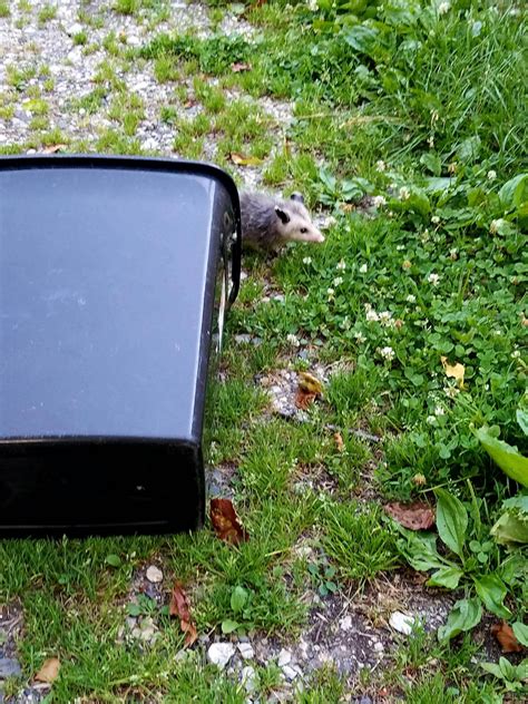 My Pitbull Found A Baby Opossum In My Basement Trash Can