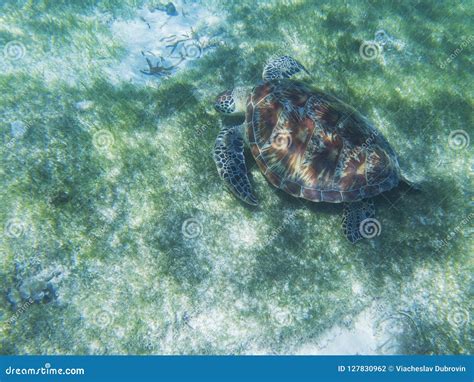 Sea Turtle In Tropical Seashore Underwater Photo Of Marine Wildlife