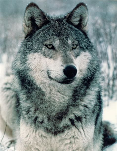 Close up - Wolves Photo (30822124) - Fanpop