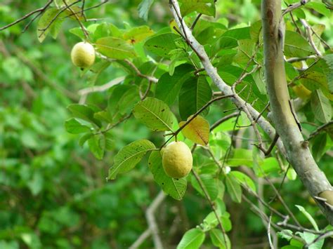 Guava Tree 2 In The Iao Valley On Maui Kristina Dc Hoeppner