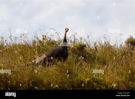 A Female North American Wild Turkey Meleagris Gallopavo In Grassy