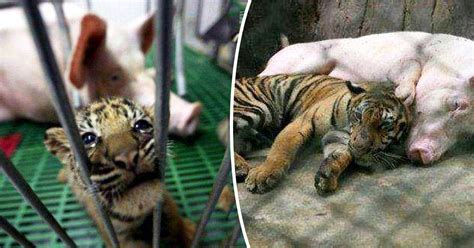 Pig Feeds A Tiger Cub Like Her Own—the Tiger Cubs